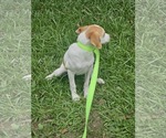 Small #5 Chiweenie