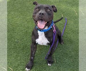 *MR. JACK - Male Mutt Dog for Adoption - Photo #2