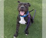 Small Photo #2 Mutt Puppy For Sale in Las Vegas, NV, USA