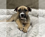 Small #13 German Shepherd Dog Mix
