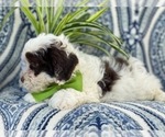Small Photo #13 Lhasa-Poo Puppy For Sale in LAKELAND, FL, USA