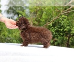 Small #10 ShihPoo