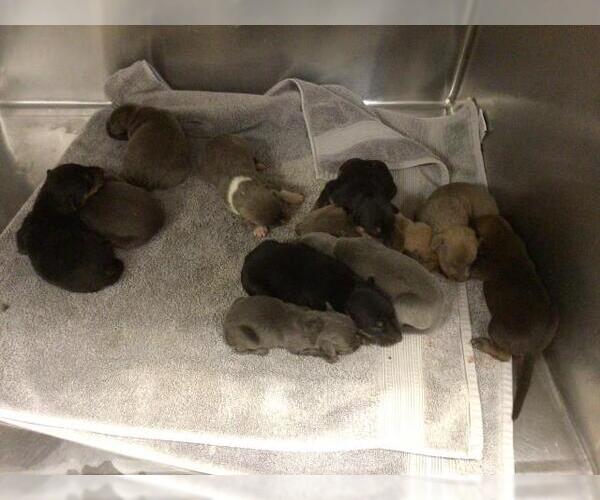Medium Photo #1 Doberman Pinscher-Unknown Mix Puppy For Sale in Riverside, CA, USA