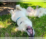 Small #15 Great Pyrenees