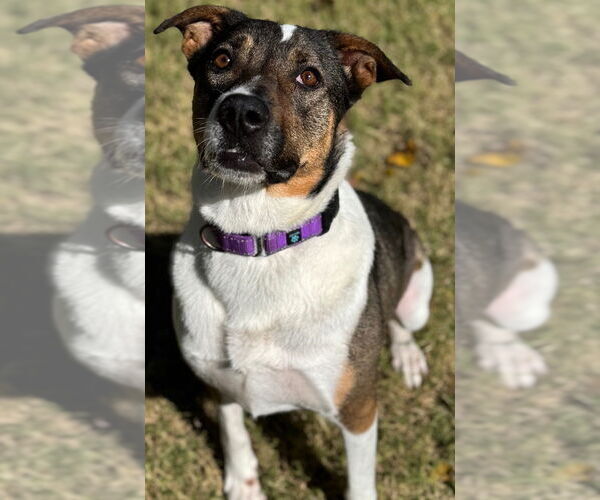 Medium Photo #3 Mutt Puppy For Sale in Great Bend, KS, USA