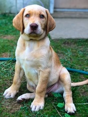 Labrador Retriever Puppy for sale in SOUTHAMPTON, PA, USA