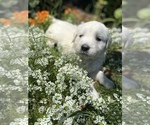 Small Photo #3 Golden Retriever Puppy For Sale in BERKELEY, CA, USA