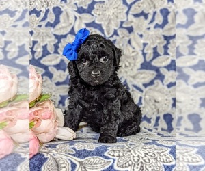 Cockapoo-Poodle (Miniature) Mix Puppy for sale in NEW HOLLAND, PA, USA