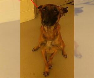 Mutt Dogs for adoption in Sanford, FL, USA