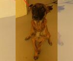 Small Mutt