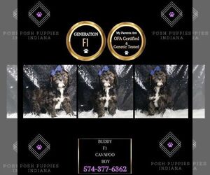 Cavapoo Puppy for sale in WARSAW, IN, USA