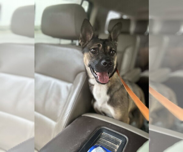 Medium Photo #3 German Shepherd Dog-Unknown Mix Puppy For Sale in Holly Springs, NC, USA
