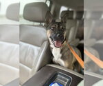 Small #2 German Shepherd Dog Mix