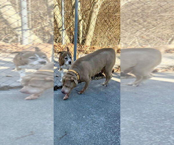 Medium Photo #8 American Pit Bull Terrier Puppy For Sale in Rockaway, NJ, USA