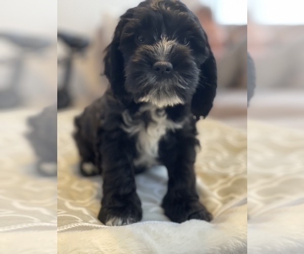 Medium Photo #2 Cavachon Puppy For Sale in OAK LAWN, IL, USA