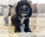 Small Photo #2 Cavachon Puppy For Sale in OAK LAWN, IL, USA