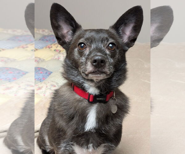 Medium Photo #1 Schipperke-Unknown Mix Puppy For Sale in Greensboro, NC, USA