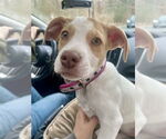 Small #28 German Shorthaired Lab