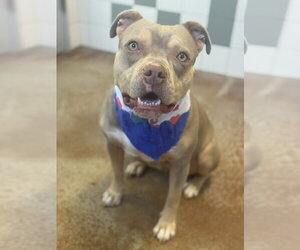 Celine Dion - Female American Pit Bull Terrier Dog for Adoption - Photo #8