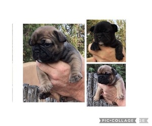 French Bulldog Puppy for sale in LAMY, NM, USA