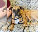 Small #1 Boxer