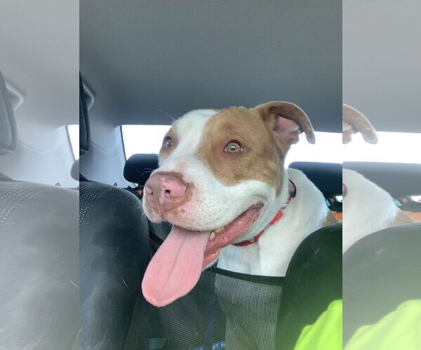 Medium Photo #4 American Pit Bull Terrier-Unknown Mix Puppy For Sale in Rowlett, TX, USA