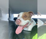 Small #3 American Pit Bull Terrier Mix