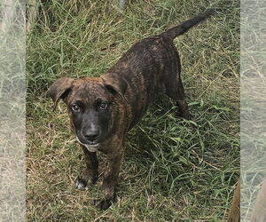 Labrador Retriever-Plott Hound Mix Dogs for adoption in Blacksburg, SC, USA