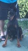 Small Photo #1 Doberman Pinscher Puppy For Sale in MIAMI, FL, USA