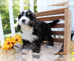 Miniature Bernedoodle Puppy for sale in SHILOH, OH, USA