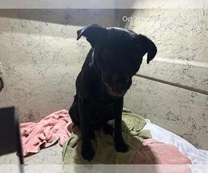 American Pit Bull Terrier-Unknown Mix Dogs for adoption in Ocala, FL, USA
