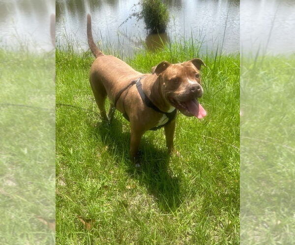 Medium Photo #2 Bulldog-Unknown Mix Puppy For Sale in Tarrytown, GA, USA