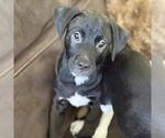 Small #6 Colonial Cocker Spaniel Mix