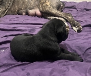 Cane Corso Puppy for sale in MONTGOMERY, AL, USA
