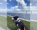 Small #4 Boston Terrier Mix