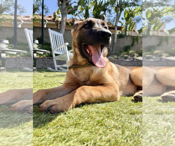 Medium Photo #2 German Shepherd Dog Puppy For Sale in San Diego, CA, USA