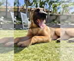 Small #1 German Shepherd Dog
