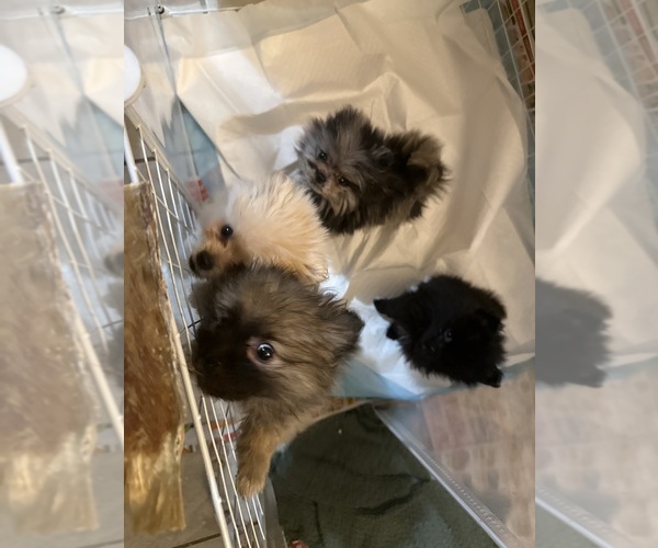 Medium Photo #1 Pomeranian Puppy For Sale in RENO, NV, USA