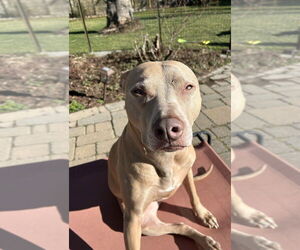 Maggie - Female Unknown-Weimaraner Mix Dog for Adoption - Photo #2