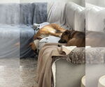Small #3 German Shepherd Dog