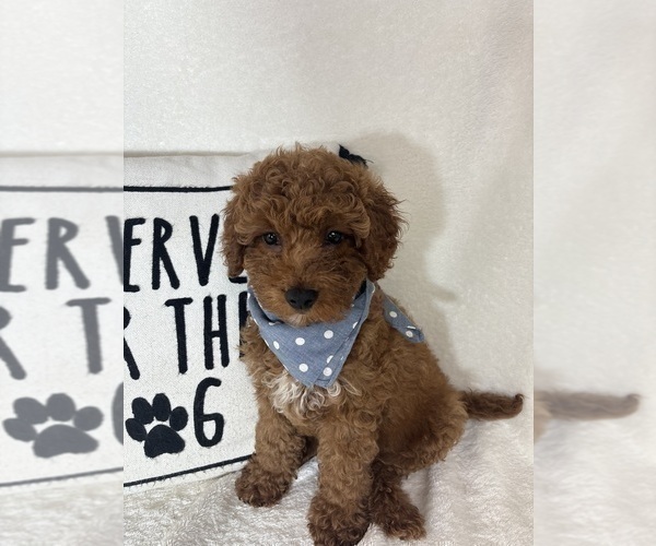 Medium Photo #4 Goldendoodle (Miniature) Puppy For Sale in GREENFIELD, IN, USA