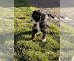 Small Photo #3 Miniature Bernedoodle Puppy For Sale in LONGMONT, CO, USA