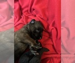 Small Photo #5 Dutch Shepherd Dog Puppy For Sale in LOS ANGELES, CA, USA