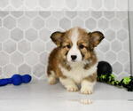 Small #10 Pembroke Welsh Corgi