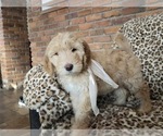 Puppy Jill Goldendoodle
