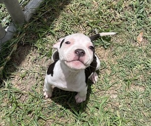 American Pit Bull Terrier Puppy for sale in LEAGUE CITY, TX, USA