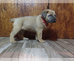 Small Photo #32 Cane Corso Puppy For Sale in APPLE VALLEY, CA, USA