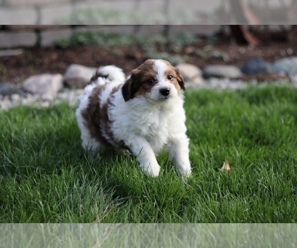 Medium Photo #2 Pom-A-Poo Puppy For Sale in BREMEN, IN, USA