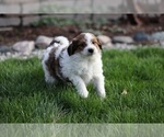 Small #1 Pom-A-Poo