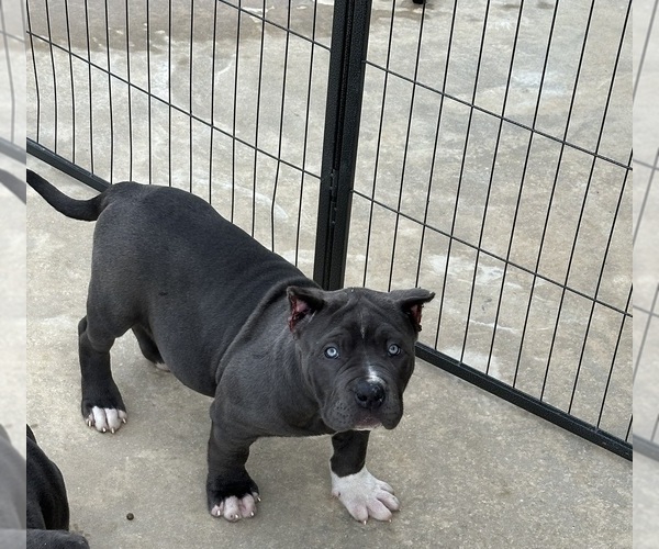 Medium Photo #4 American Bully Puppy For Sale in RED BAY, AL, USA